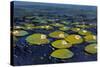 Lily Pads I-Tim OToole-Stretched Canvas