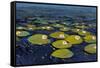 Lily Pads I-Tim OToole-Framed Stretched Canvas