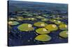 Lily Pads I-Tim OToole-Stretched Canvas