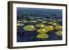 Lily Pads I-Tim OToole-Framed Art Print