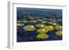 Lily Pads I-Tim OToole-Framed Art Print