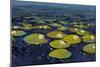 Lily Pads I-Tim OToole-Mounted Art Print