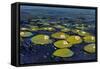 Lily Pads I-Tim OToole-Framed Stretched Canvas