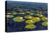 Lily Pads I-Tim OToole-Stretched Canvas