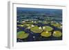 Lily Pads II-Tim OToole-Framed Art Print