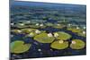 Lily Pads II-Tim OToole-Mounted Art Print