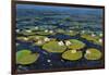 Lily Pads II-Tim OToole-Framed Art Print