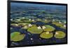 Lily Pads II-Tim OToole-Framed Art Print