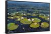 Lily Pads II-Tim OToole-Framed Stretched Canvas