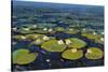 Lily Pads II-Tim OToole-Stretched Canvas