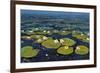 Lily Pads II-Tim OToole-Framed Art Print