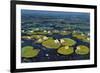 Lily Pads II-Tim OToole-Framed Art Print