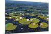 Lily Pads II-Tim OToole-Mounted Art Print