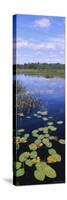 Lily Pads in a Marsh, Adirondack State Park, Adirondack Mountains, New York, USA-null-Stretched Canvas