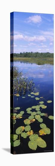 Lily Pads in a Marsh, Adirondack State Park, Adirondack Mountains, New York, USA-null-Stretched Canvas