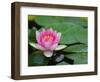 Lily Pads in Fountain at Yaddo Gardens, Saratoga Springs, New York, USA-Lisa S. Engelbrecht-Framed Photographic Print