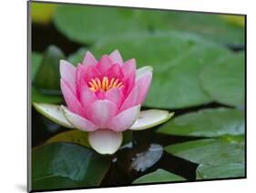 Lily Pads in Fountain at Yaddo Gardens, Saratoga Springs, New York, USA-Lisa S. Engelbrecht-Mounted Photographic Print