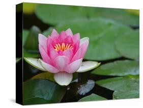 Lily Pads in Fountain at Yaddo Gardens, Saratoga Springs, New York, USA-Lisa S. Engelbrecht-Stretched Canvas