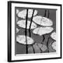 Lily Pads, Sunrise-David Gray-Framed Art Print