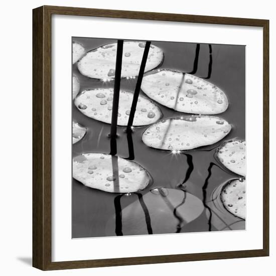 Lily Pads, Sunrise-David Gray-Framed Art Print