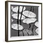 Lily Pads, Sunrise-David Gray-Framed Art Print