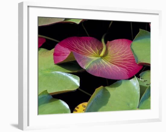 Lily Pads, Washington, USA-Terry Eggers-Framed Photographic Print