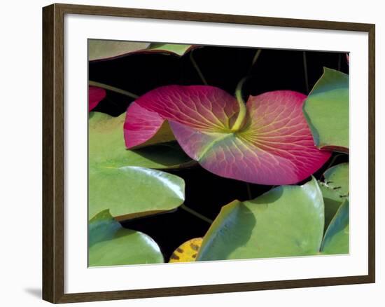 Lily Pads, Washington, USA-Terry Eggers-Framed Photographic Print