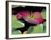 Lily Pads, Washington, USA-Terry Eggers-Framed Photographic Print