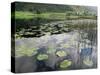 Lily Pads, Watendlath Tarn, Lake District National Park, Cumbria, England, United Kingdom-Neale Clarke-Stretched Canvas