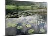 Lily Pads, Watendlath Tarn, Lake District National Park, Cumbria, England, United Kingdom-Neale Clarke-Mounted Photographic Print