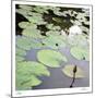 Lily Pads-Ken Bremer-Mounted Limited Edition