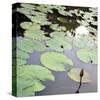 Lily Pads-Ken Bremer-Stretched Canvas