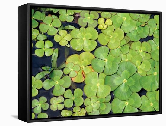 Lily Pads-Karyn Millet-Framed Stretched Canvas