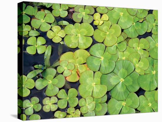 Lily Pads-Karyn Millet-Stretched Canvas