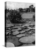 Lily Pads-null-Stretched Canvas