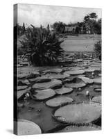 Lily Pads-null-Stretched Canvas