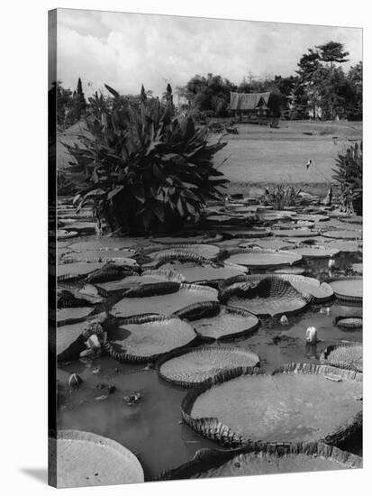 Lily Pads-null-Stretched Canvas