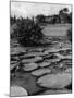 Lily Pads-null-Mounted Photographic Print