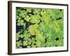 Lily Pads-Karyn Millet-Framed Photographic Print