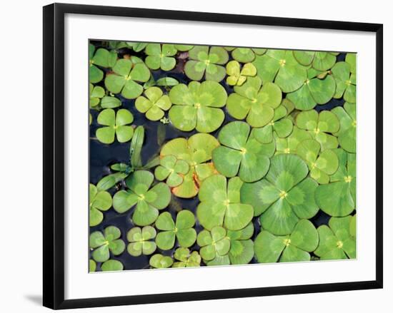 Lily Pads-Karyn Millet-Framed Photographic Print