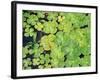 Lily Pads-Karyn Millet-Framed Photographic Print