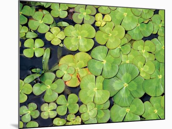 Lily Pads-Karyn Millet-Mounted Photographic Print