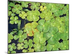 Lily Pads-Karyn Millet-Mounted Photographic Print