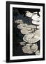 Lily Pads-K.B. White-Framed Photographic Print