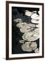 Lily Pads-K.B. White-Framed Photographic Print