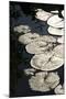 Lily Pads-K.B. White-Mounted Photographic Print