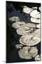 Lily Pads-K.B. White-Mounted Photographic Print