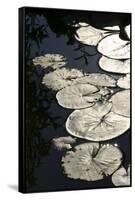 Lily Pads-K.B. White-Framed Stretched Canvas