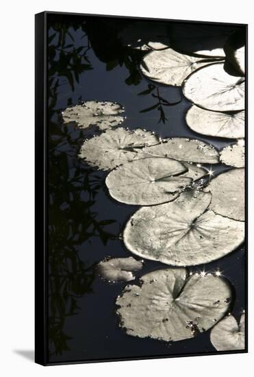 Lily Pads-K.B. White-Framed Stretched Canvas