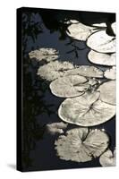 Lily Pads-K.B. White-Stretched Canvas